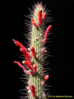 Cleistocactus baumannii 1341
